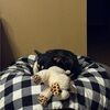 shelby_satan